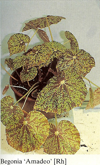 B. ‘Amadeo’